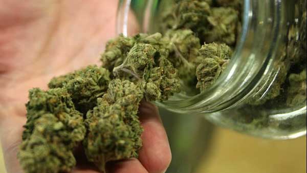 Cannabis
